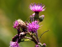 Cirsium palustre 55, Kale jonker, Saxifraga-Bart Vastenhouw