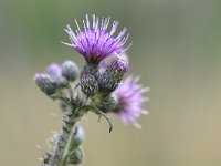 Cirsium palustre 56, Kale jonker, Saxifraga-Tom Heijnen