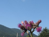 Cirsium palustre 7, Kale jonker, Saxifraga-Jasenka Topic