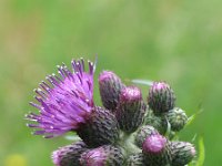 Cirsium palustre 8, Kale jonker, Saxifraga-Jasenka Topic