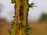 Cirsium palustre 9, Kale jonker, Saxifraga-Rudmer Zwerver