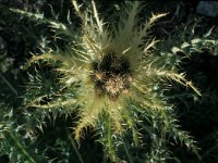 Cirsium spinosissimum 2, Saxifraga-Jan van der Straaten