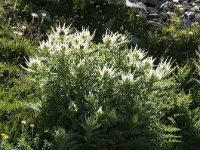 Cirsium spinosissimum 24, Saxifraga-Luuk Vermeer