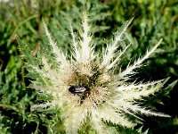 Cirsium spinosissimum 27, Saxifraga-Sonja Bouwman  Stekelige vederdistel - Cirsium spinosissimum - Asteraceae familie