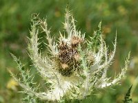 Cirsium spinosissimum 28, Saxifraga-Sonja Bouwman  Stekelige vederdistel - Cirsium spinosissimum - Asteraceae familie; Grote St Bernardpas, Gemmipas (Zw)