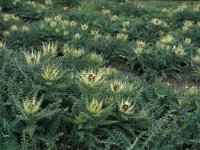 Cirsium spinosissimum 29, Saxifraga-Jan van der Straaten