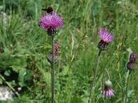 Cirsium tuberosum 1, Knoldistel, Saxifraga-Jan van der Straaten