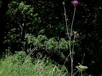 Cirsium tuberosum 2, Knoldistel, Saxifraga-Jan van der Straaten