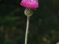 Cirsium tuberosum 3, Knoldistel, Saxifraga-Marijke Verhagen