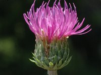 Cirsium tuberosum 4, Knoldistel, Saxifraga-Marijke Verhagen