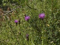 Cirsium tuberosum 5, Knoldistel, Saxifraga-Willem van Kruijsbergen