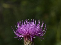 Cirsium tuberosum 6, Knoldistel, Saxifraga-Willem van Kruijsbergen