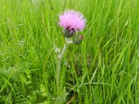 Cirsium tuberosum 7, Knoldistel, Saxifraga-Rutger Barendse