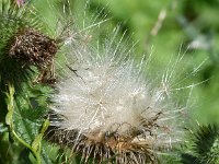 Cirsium vulgare 36, Speerdistel, Saxifraga-Sonja Bouwman