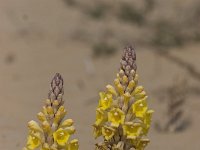 Cistanche tubulosa, Desert Broomrape
