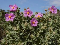 Cistus albidus 40, Saxifraga-Ed Stikvoort