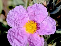 Cistus albidus 44, Saxifraga-Sonja Bouwman  Grey-leaved cistus - Cistus albidus - Cistaceae familie; Mirador de La Amatistam, Parque Natural Cabo de Gata-Nijar (Es)