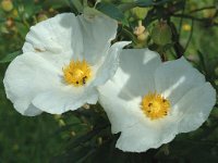 Cistus ladanifer 1, Saxifraga-Jan van der Straaten