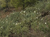 Cistus ladanifer 10, Saxifraga-Willem van Kruijsbergen