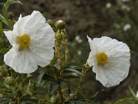 Cistus ladanifer 12, Saxifraga-Willem van Kruijsbergen