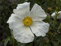 Cistus ladanifer 13, Saxifraga-Willem van Kruijsbergen