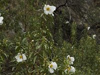 Cistus ladanifer 14, Saxifraga-Willem van Kruijsbergen