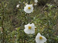 Cistus ladanifer 15, Saxifraga-Jan van der Straaten