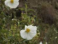 Cistus ladanifer 18, Saxifraga-Jan van der Straaten