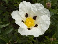 Cistus ladanifer 20, Saxifraga-Willem van Kruijsbergen