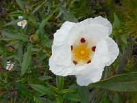 Cistus ladanifer 21, Saxifraga-Ed Stikvoort