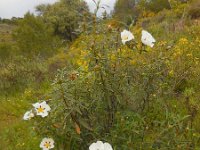 Cistus ladanifer 22, Saxifraga-Ed Stikvoort