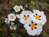 Cistus ladanifer 23, Saxifraga-Ed Stikvoort