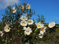 Cistus ladanifer 25, Saxifraga-Ed Stikvoort