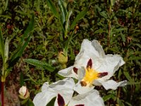 Cistus ladanifer 26, Saxifraga-Ed Stikvoort