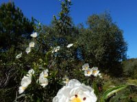 Cistus ladanifer 27, Saxifraga-Ed Stikvoort