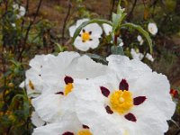 Cistus ladanifer 28, Saxifraga-Ed Stikvoort