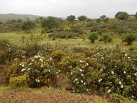 Cistus ladanifer 29, Saxifraga-Ed Stikvoort