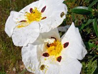 Cistus ladanifer 33, Saxifraga-Tom Heijnen