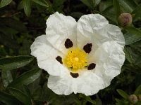 Cistus ladanifer 4, Saxifraga-Willem van Kruijsbergen