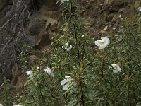 Cistus ladanifer 5, Saxifraga-Willem van Kruijsbergen