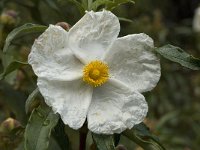 Cistus ladanifer 6, Saxifraga-Willem van Kruijsbergen