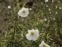 Cistus ladanifer 9, Saxifraga-Willem van Kruijsbergen