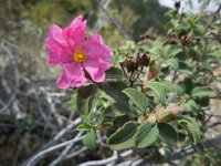 Cistus parviflorus 2, Saxifraga-Ed Stikvoort