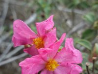 Cistus parviflorus 3, Saxifraga-Ed Stikvoort