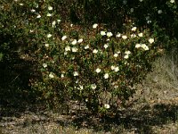 Cistus salvifolius 1, Saxifraga-Dirk Hilbers