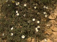 Cistus salvifolius 10, Saxifraga-Willem van Kruijsbergen