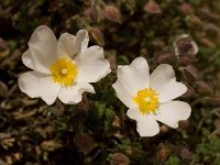 Cistus salvifolius 11, Saxifraga-Willem van Kruijsbergen