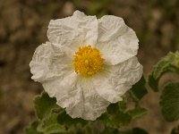 Cistus salvifolius 12, Saxifraga-Willem van Kruijsbergen