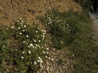 Cistus salvifolius 13, Saxifraga-Willem van Kruijsbergen