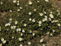 Cistus salvifolius 14, Saxifraga-Willem van Kruijsbergen